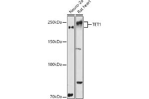 Western blot analysis of extracts of various cell lines, using TET1 antibody (ABIN3022030, ABIN3022031, ABIN3022032, ABIN1513597 and ABIN6218576) at 1:1000 dilution. (TET1 anticorps)