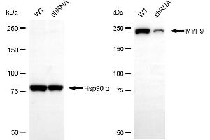 Western blotting analysis using MYH9 antibody (ABIN7799519). (Myosin 9 anticorps)