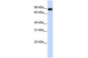 Image no. 1 for anti-A Kinase (PRKA) Anchor Protein 8 (AKAP8) (AA 576-625) antibody (ABIN6742211)