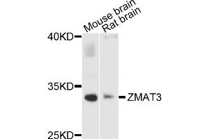 Western blot analysis of extracts of various cell lines, using ZMAT3 antibody (ABIN1876200) at 1:1000 dilution.