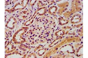 IHC image of ABIN7152602 diluted at 1:400 and staining in paraffin-embedded human kidney tissue performed on a Leica BondTM system. (FASTKD5 anticorps  (AA 516-664))