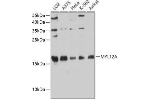 Western blot analysis of extracts of various cell lines, using MYL12A antibody (ABIN6133371, ABIN6144243, ABIN6144244 and ABIN6224918) at 1:3000 dilution. (MYL12A anticorps  (AA 92-171))