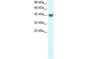 Western Blotting (WB) image for anti-Olfactory Receptor, Family 13, Subfamily C, Member 9 (OR13C9) antibody (ABIN2460312)
