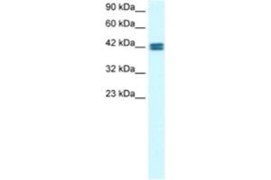 Western Blotting (WB) image for anti-Olfactory Receptor, Family 13, Subfamily C, Member 9 (OR13C9) antibody (ABIN2460312) (OR13C9 anticorps)