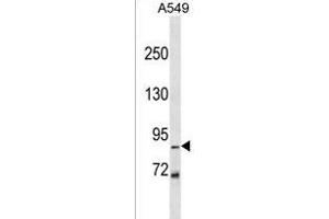 Z Antibody (N-term) (ABIN1539147 and ABIN2849839) western blot analysis in A549 cell line lysates (35 μg/lane). (ZNF786 anticorps  (N-Term))