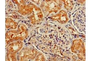Immunohistochemistry of paraffin-embedded human kidney tissue using ABIN7166739 at dilution of 1:100