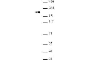 DNMT1 monomethyl Lys142 antibody (pAb) tested by Western blot. (DNMT1 anticorps)