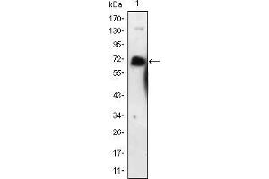 Western blot analysis using NGFR mouse mAb against NGFR-hIgGFc transfected HEK293 cell lysate. (NGFR anticorps)
