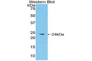 Western Blotting (WB) image for anti-Interferon, beta 1, Fibroblast (IFNB1) (AA 22-187) antibody (ABIN1859277) (IFNB1 anticorps  (AA 22-187))