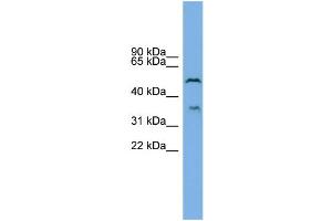 WB Suggested Anti-B3GAT3 Antibody Titration: 0. (B3GAT3 anticorps  (N-Term))