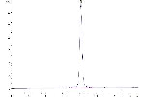 The purity of Human EGFRVIII is greater than 95 % as determined by SEC-HPLC. (EGFRviii Protein (AA 25-378) (His-Avi Tag))