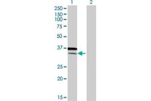 Western Blot analysis of ATF6 expression in transfected 293T cell line by ATF6 MaxPab polyclonal antibody. (ATF6 anticorps  (AA 1-202))