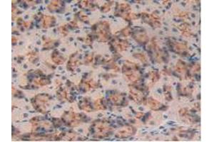 IHC-P analysis of Mouse Pancreas Tissue, with DAB staining. (MUC1 anticorps  (AA 410-525))