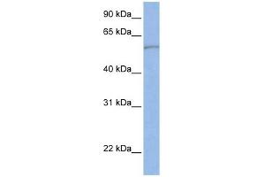 SLC22A11 antibody used at 1 ug/ml to detect target protein. (SLC22A11 anticorps)