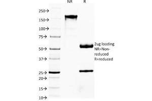 SDS-PAGE Analysis of Purified, BSA-Free FOXA1 Antibody (clone FOXA1/1514). (FOXA1 anticorps  (AA 372-472))