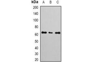 Western blot analysis of NERF expression in A549 (A), MCF7 (B), Jurkat (C) whole cell lysates. (ELF2 anticorps)