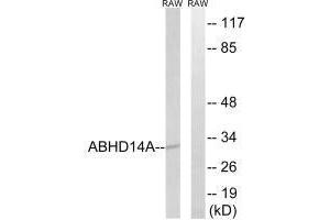 Western blot analysis of extracts from RAW264. (ABHD14A anticorps)