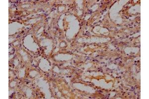 IHC image of ABIN7140255 diluted at 1:300 and staining in paraffin-embedded Rat kidney tissue performed on a Leica BondTM system. (LBP anticorps  (AA 250-264))