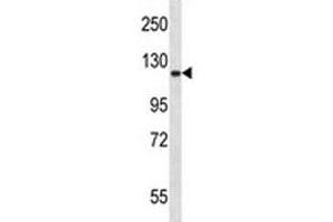 Epha2 antibody western blot analysis in mouse lung tissue lysate.