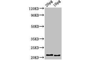 Western Blot Positive WB detected in: Zebrafish tissue 20 μg, 10 μg, All lanes: hist2h2l antibody at 3.