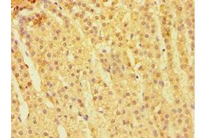 Immunohistochemistry of paraffin-embedded human adrenal gland tissue using ABIN7146924 at dilution of 1:100 (CARD9 anticorps  (AA 237-536))