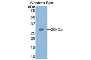 Western Blotting (WB) image for anti-Galactose 3-O-Sulfotransferase 1 (GAL3ST1) (AA 215-423) antibody (ABIN1858950)