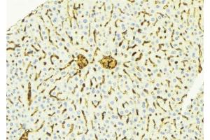 ABIN6275888 at 1/100 staining Mouse liver tissue by IHC-P. (Cathepsin D anticorps  (C-Term))