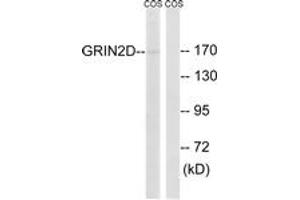Western Blotting (WB) image for anti-Glutamate Receptor, Ionotropic, N-Methyl D-Aspartate 2D (GRIN2D) (AA 671-720) antibody (ABIN2890345)
