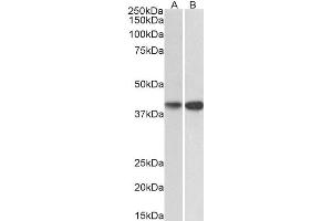 ABIN5539800 (0. (EXOG anticorps  (C-Term))
