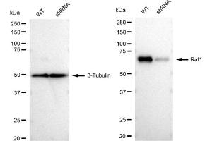 Western blotting analysis using Raf1 antibody (ABIN7800801).