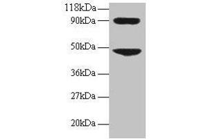 Western blot All lanes: CCL7 antibody at 2 μg/mL + 293T whole cell lysate Secondary Goat polyclonal to rabbit IgG at 1/15000 dilution Predicted band size: 12 kDa Observed band size: 48, 90 kDa (CCL7 anticorps  (AA 24-99))