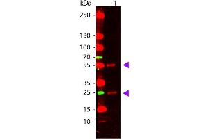 Western Blot of Goat anti-Mouse IgG Pre-Absorbed Atto 655 Conjugated Antibody.