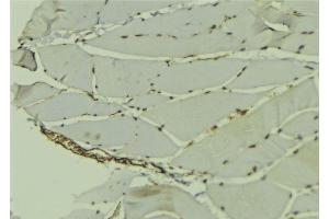 ABIN6278745 at 1/100 staining Mouse muscle tissue by IHC-P. (PCBP1 anticorps  (Internal Region))