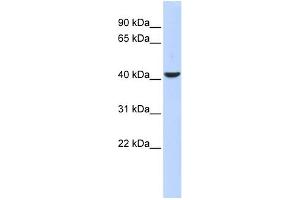 WB Suggested Anti-MEF2B Antibody Titration:  0. (MEF2B anticorps  (Middle Region))