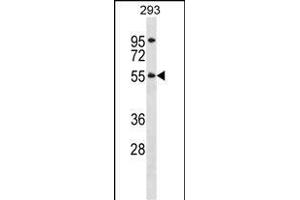 TTC8 Antibody (N-term) (ABIN1539117 and ABIN2848513) western blot analysis in 293 cell line lysates (35 μg/lane). (TTC8 anticorps  (N-Term))