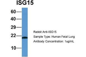 Host: Rabbit  Target Name: ISG15  Sample Tissue: Human Fetal Lung  Antibody Dilution: 1.