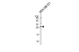 Western blot analysis of lysate from MDA-MB-231 cell line, using CRISP1 Antibody (C-term) (ABIN1536760 and ABIN2849218).
