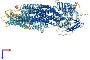 AlphaFold protein structure predicition of Human Recombinant ABCC10 Protein, UniprotID Q5T3U5