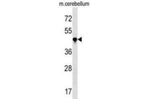 Western Blotting (WB) image for anti-Peptidylprolyl Isomerase (Cyclophilin)-Like 4 (PPIL4) antibody (ABIN3000374) (PPIL4 anticorps)