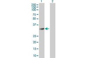 Lane 1: CMTM2 transfected lysate ( 27. (CMTM2 293T Cell Transient Overexpression Lysate(Denatured))