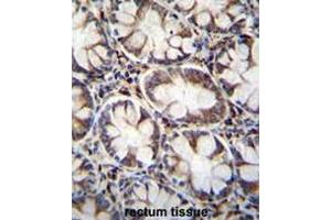 CACNG8 Antibody (N-term) immunohistochemistry analysis in formalin fixed and paraffin embedded human rectum tissue followed by peroxidase conjugation of the secondary antibody and DAB staining.