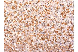 Formalin-fixed, paraffin-embedded human Pituitary Gland stained with ACTH Monoclonal Antibody (AH26 + 57). (POMC anticorps  (N-Term))