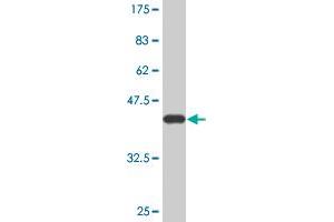 Western Blot detection against Immunogen (37. (C3 anticorps  (AA 1534-1644))