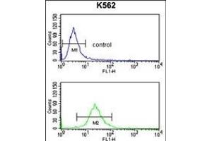 SLC3A1 Antibody (Center) (ABIN652750 and ABIN2842494) flow cytometry analysis of K562 cells (bottom histogram) compared to a negative control cell (top histogram). (SLC3A1 anticorps  (AA 156-184))