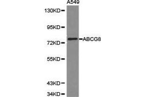 Western Blotting (WB) image for anti-ATP-Binding Cassette, Sub-Family G (WHITE), Member 8 (ABCG8) antibody (ABIN1870737) (ABCG8 anticorps)