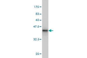 Western Blot detection against Immunogen (37.