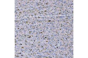 IHC analysis of STAP2 using anti-STAP2 antibody (ABIN7602686). (STAP2 anticorps  (AA 95-392))