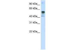 WB Suggested Anti-NFE2L2 Antibody Titration:  1.