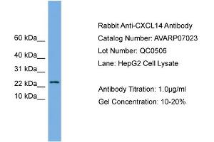 Western Blotting (WB) image for anti-Chemokine (C-X-C Motif) Ligand 14 (CXCL14) (Middle Region) antibody (ABIN2792192) (CXCL14 anticorps  (Middle Region))