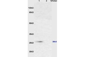 anti-Cytochrome C, Somatic (CYCS) (AA 51-105) antibody